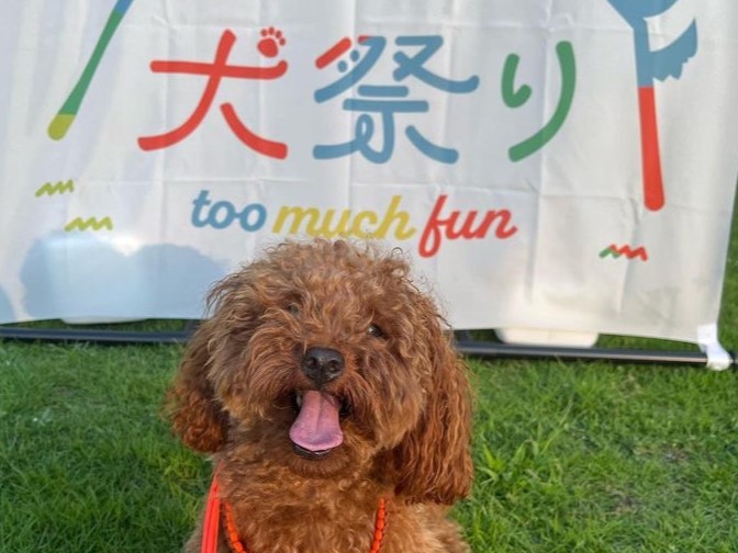 土岐市犬祭り夜