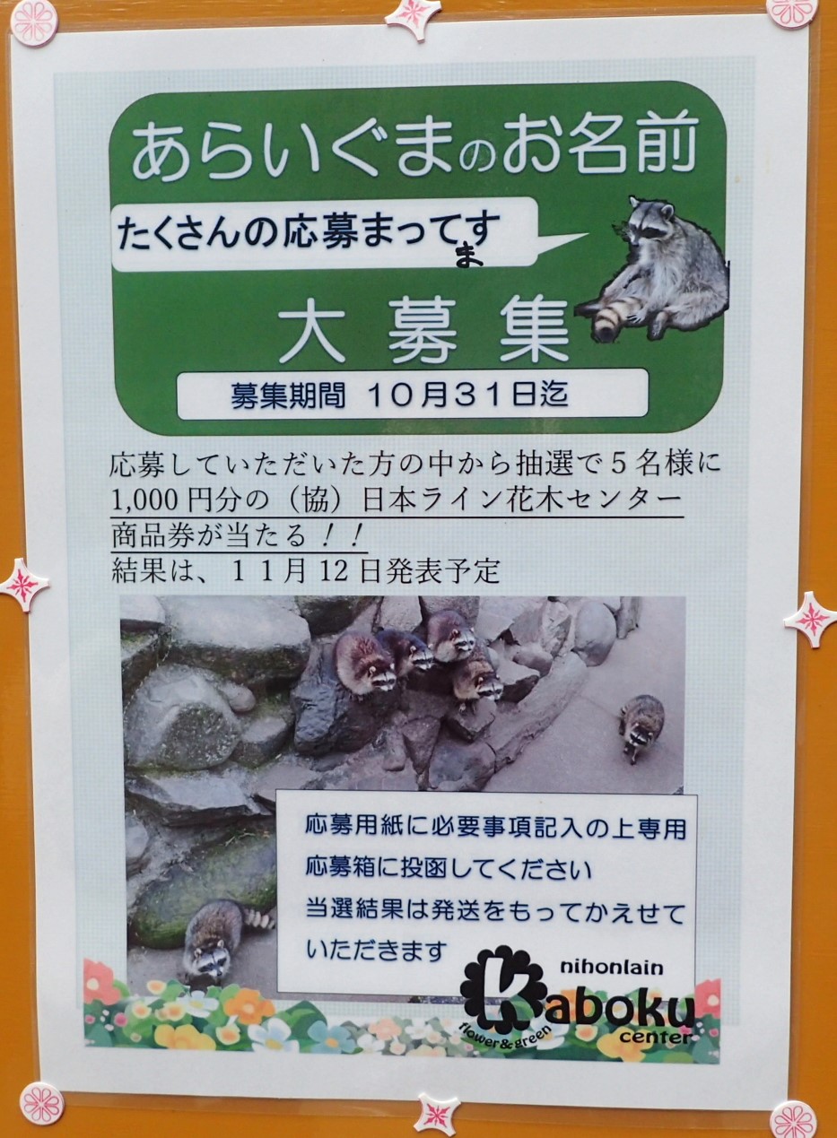 可児市】50周年記念企画・アライグマとアヒルのお名前募集！ 10月21日