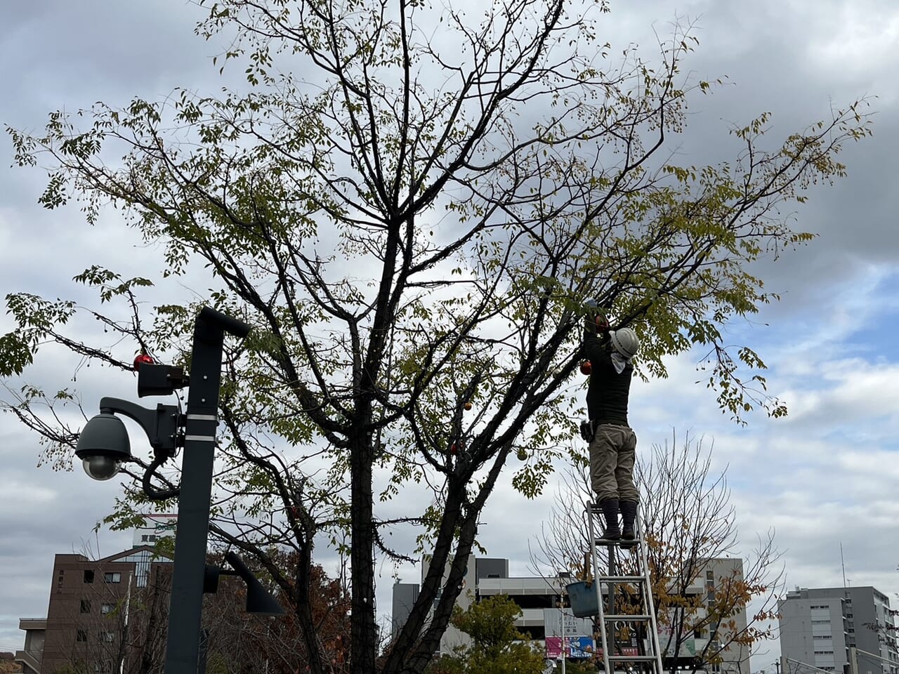 多治見市たわけまる