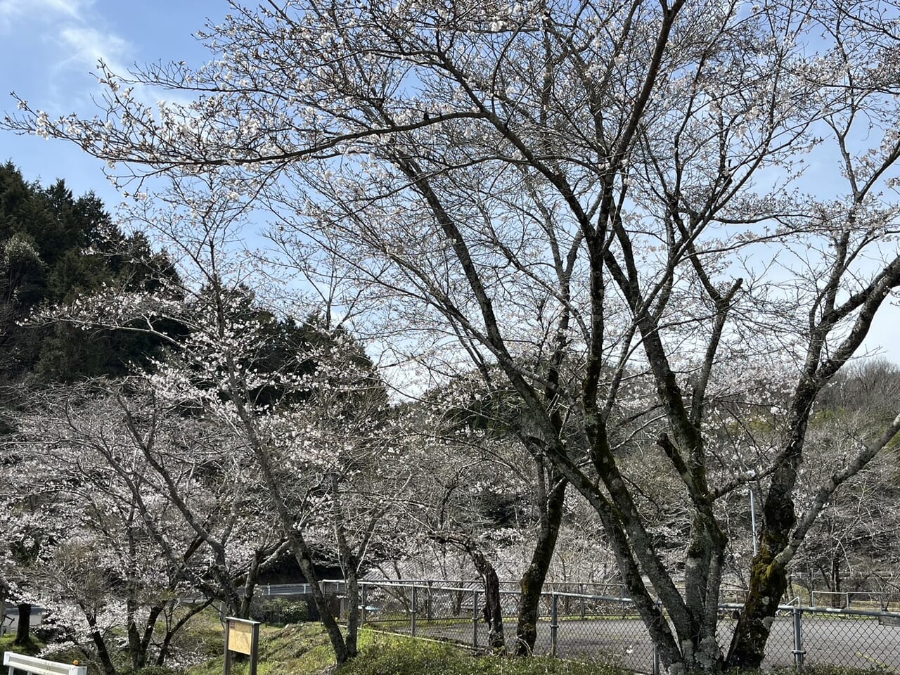 多治見市さくら祭り2024