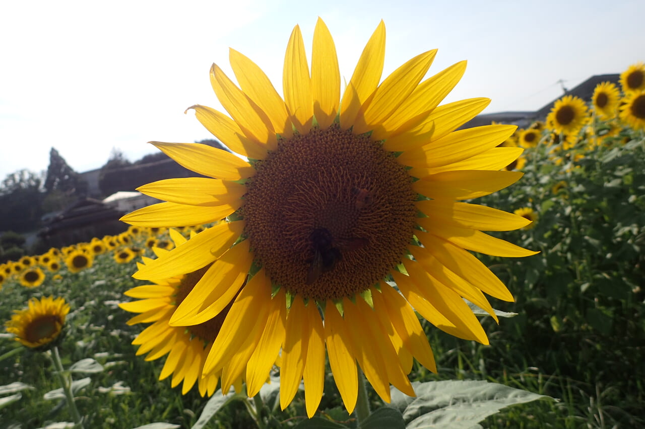 ひまわり畑
