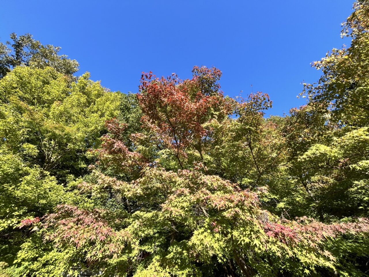 多治見市生田紅葉