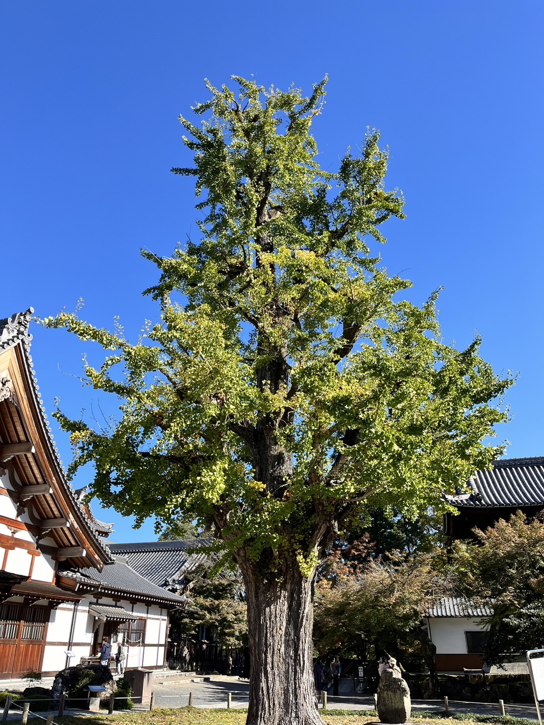 多治見市虎渓山もみじ