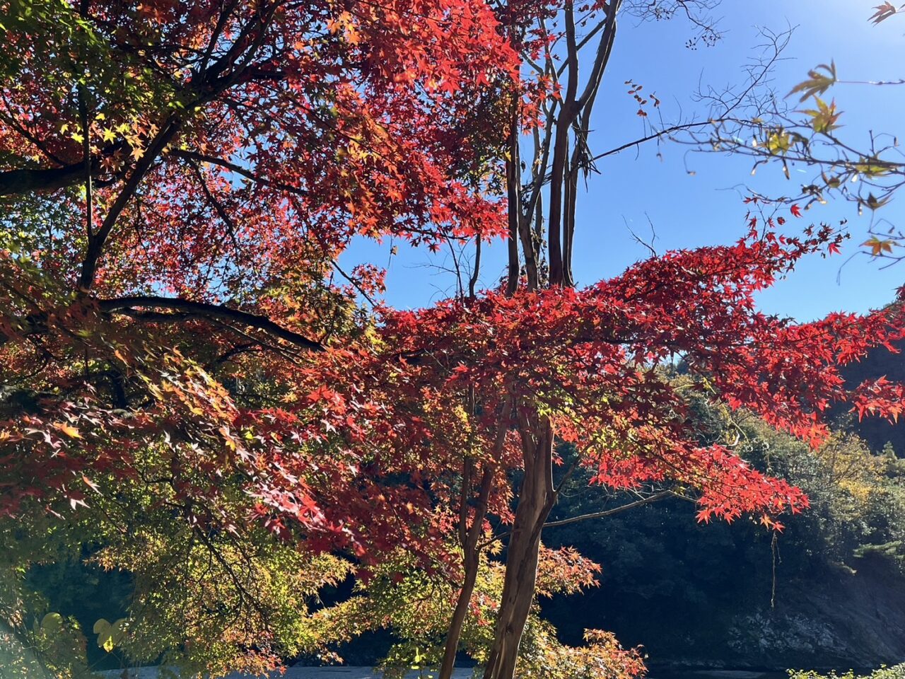 多治見市虎渓山もみじ