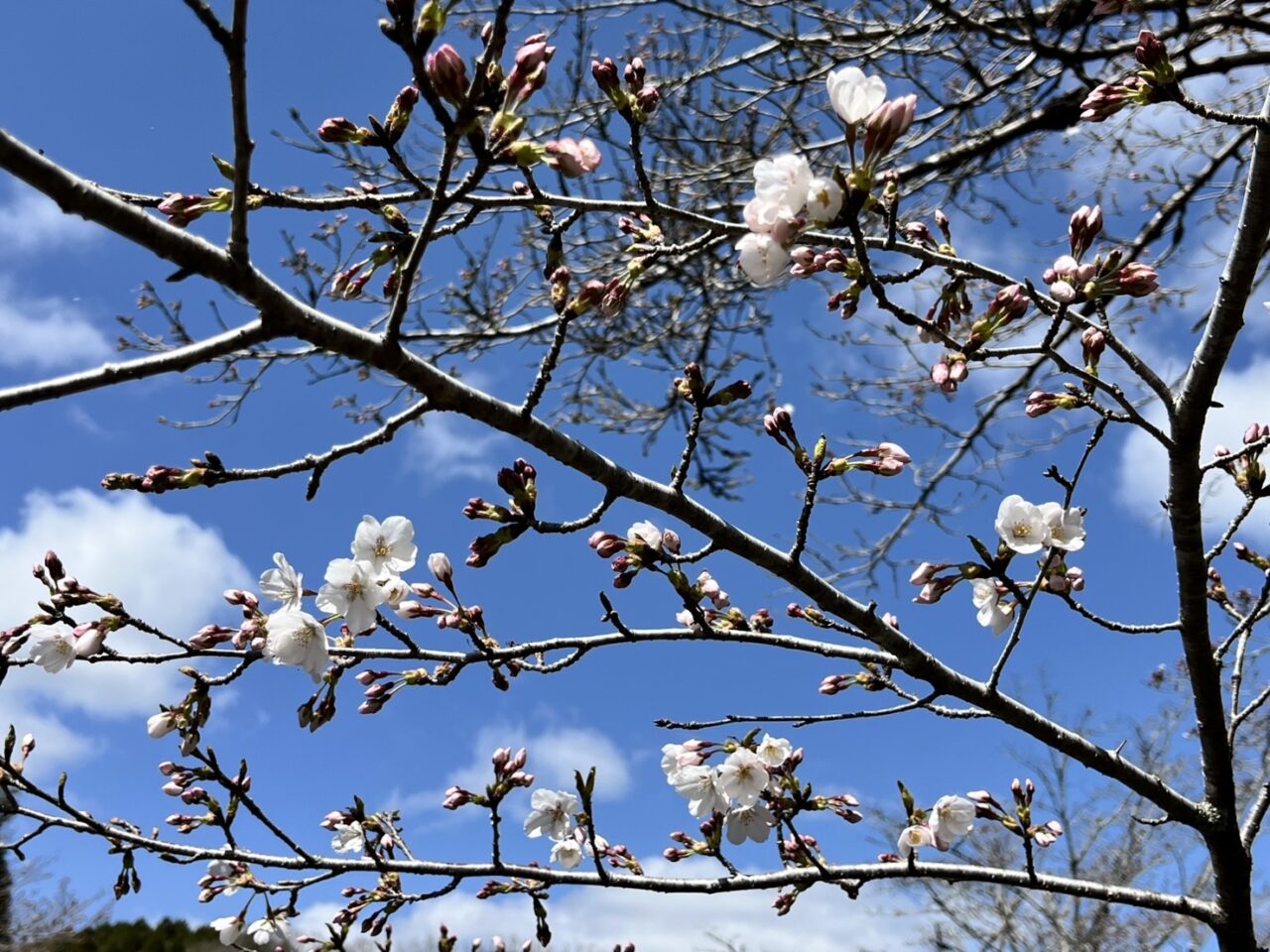 多治見市フォーレ桜祭り