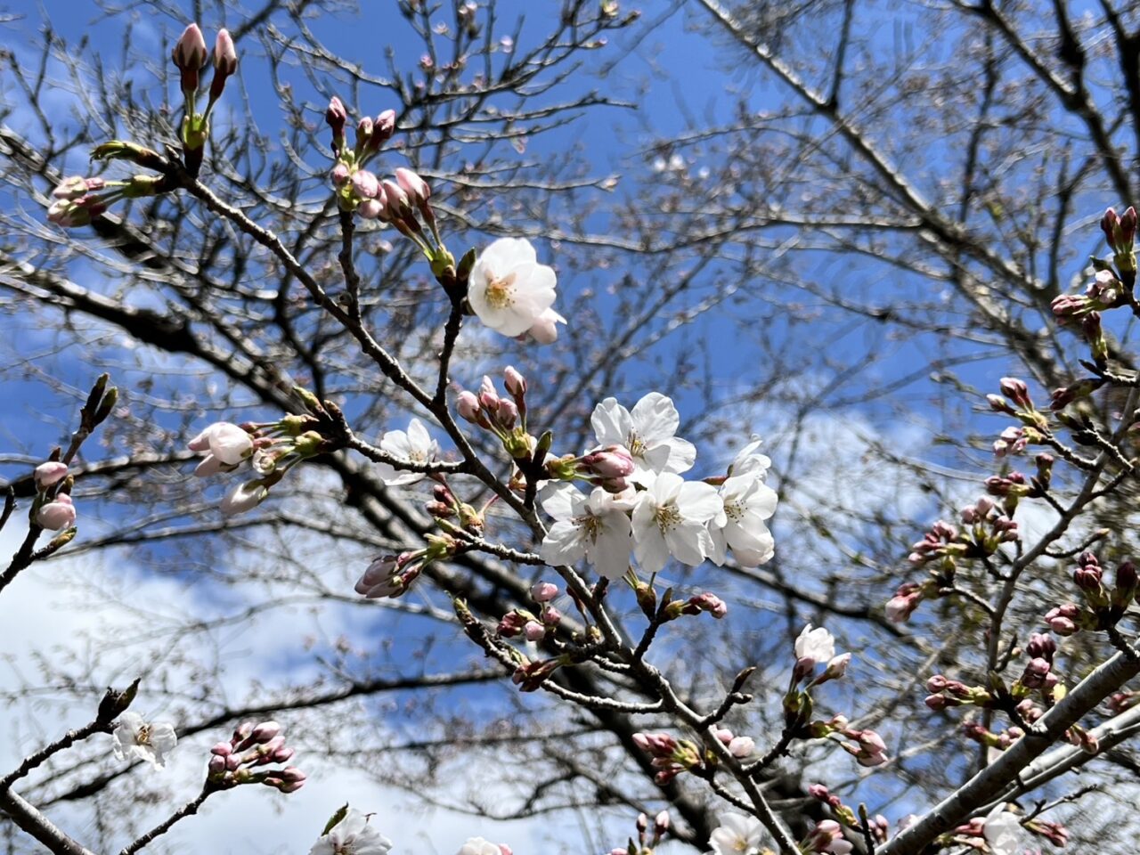 多治見市フォーレ桜祭り
