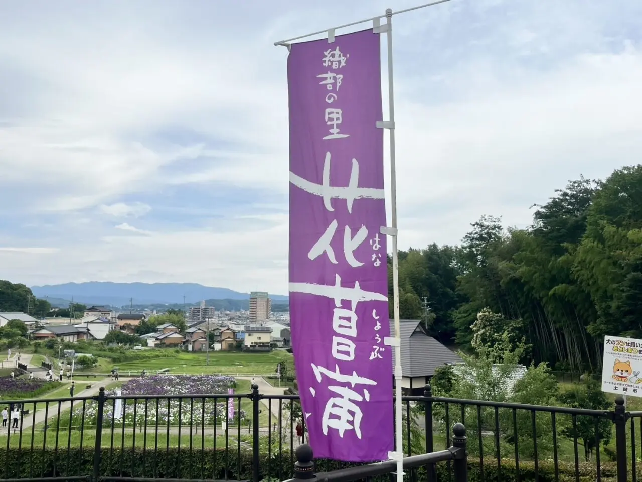 土岐市2025花菖蒲