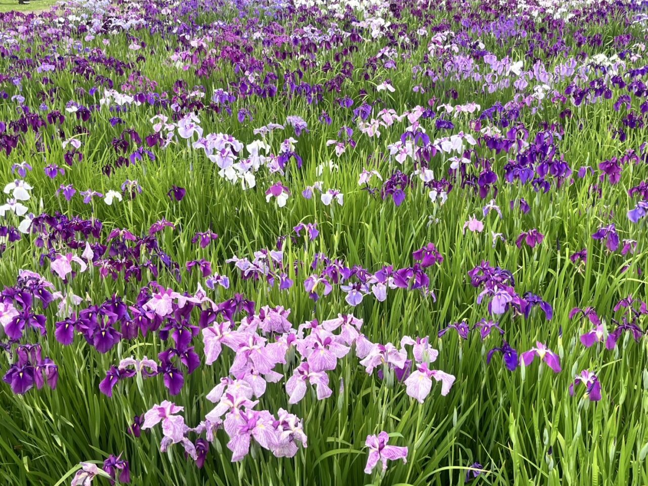 土岐市2025花菖蒲