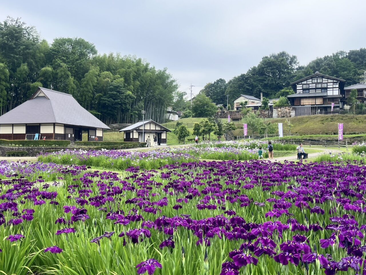 土岐市2025花菖蒲