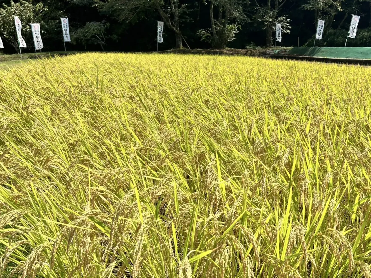恵那市抜き穂まつり